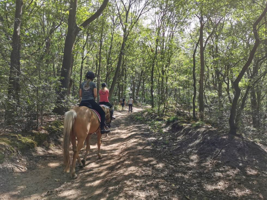 Paardrijden op de Veluwe