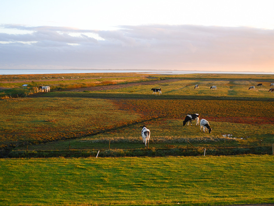 Waddenkust Nederland