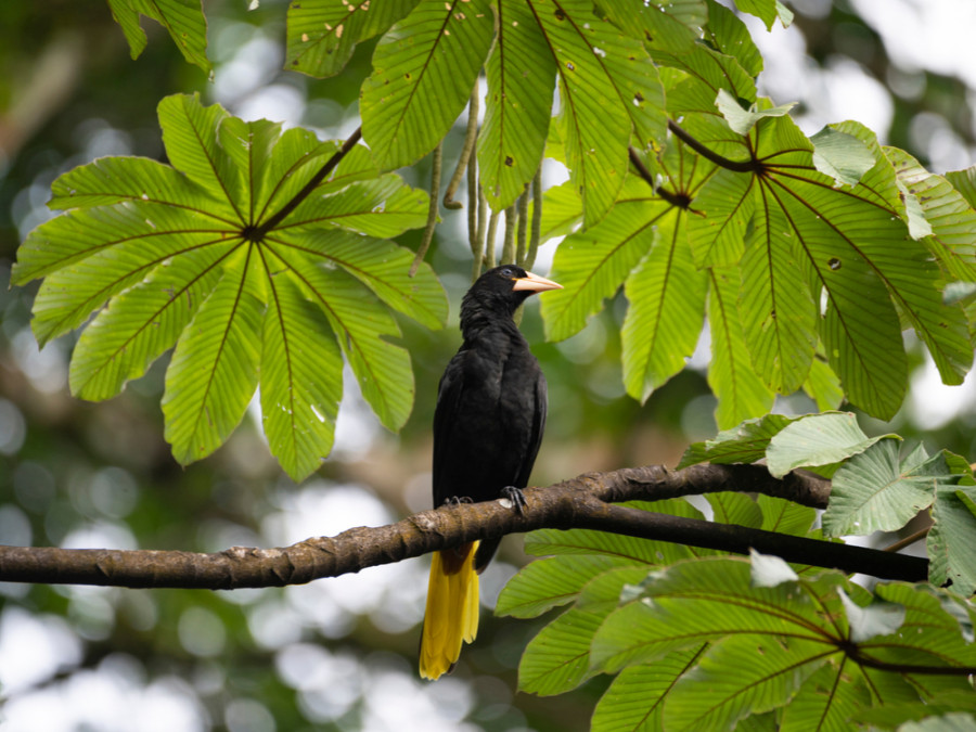 Kuiforopendola