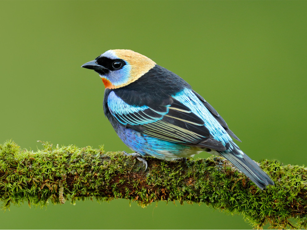 Purpermaskertanager