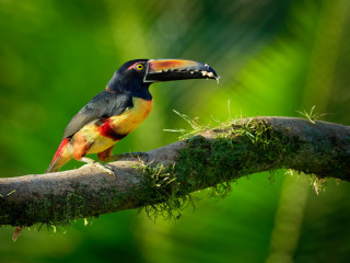 Afbeelding voor Vogels in Panama