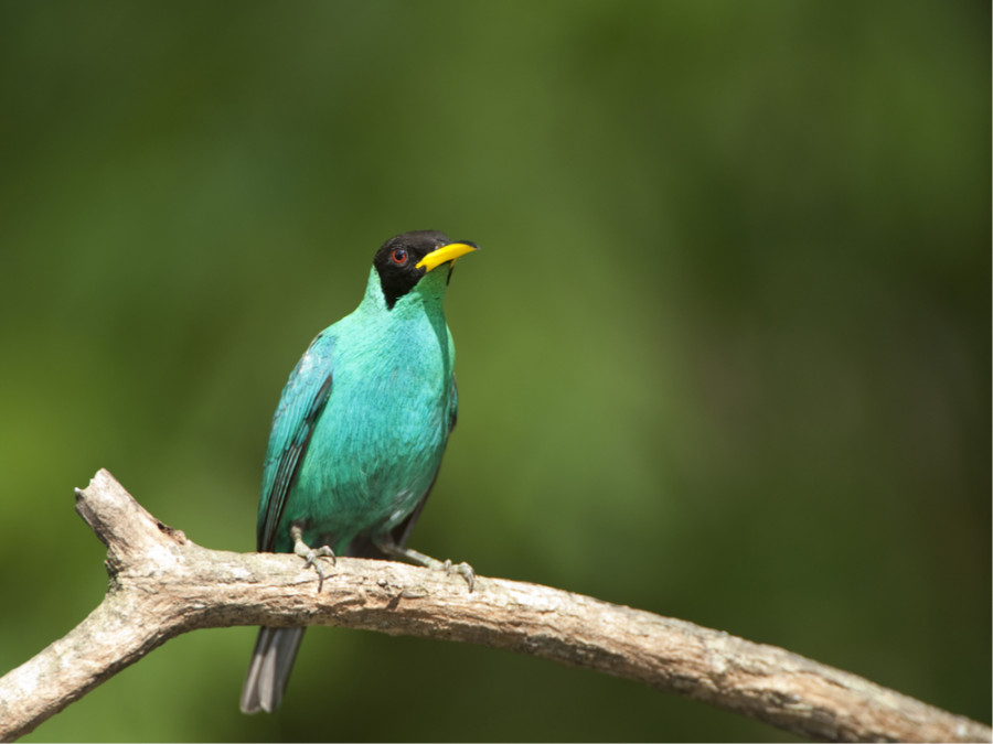 Natuur in Panama