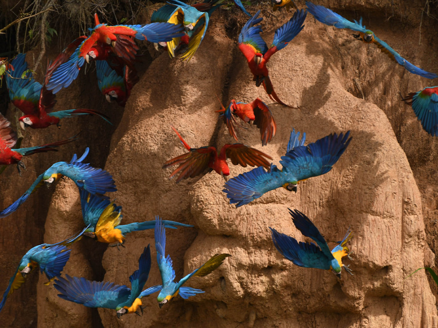 Papegaaien in Tambopata National Reserve