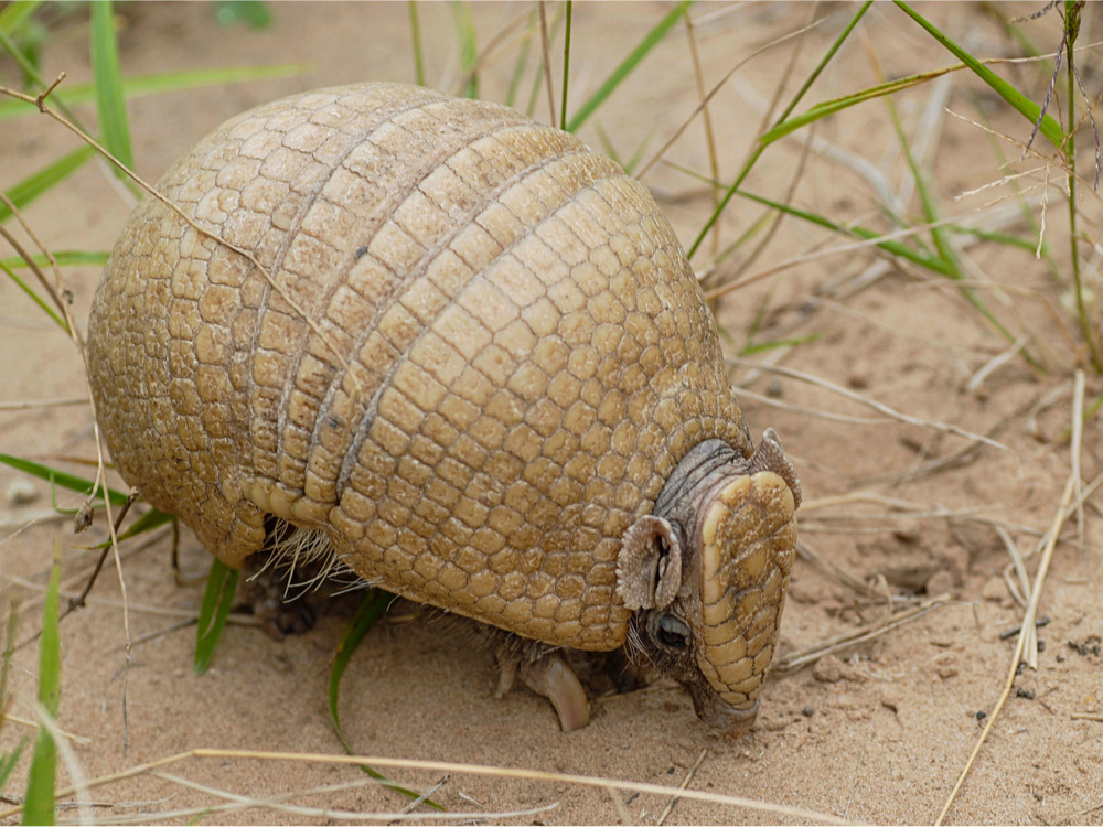 Gordeldier in Paraguay