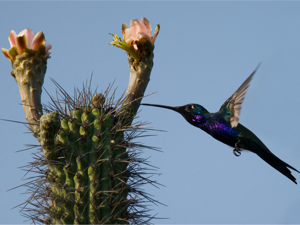 Kolibri Paraguay