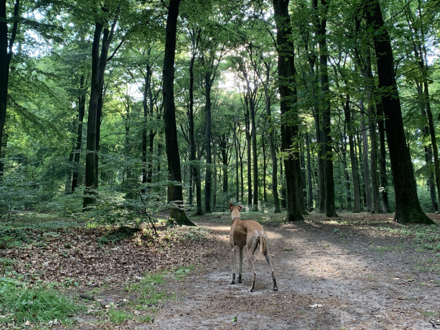 Oosterhout in Alkmaar