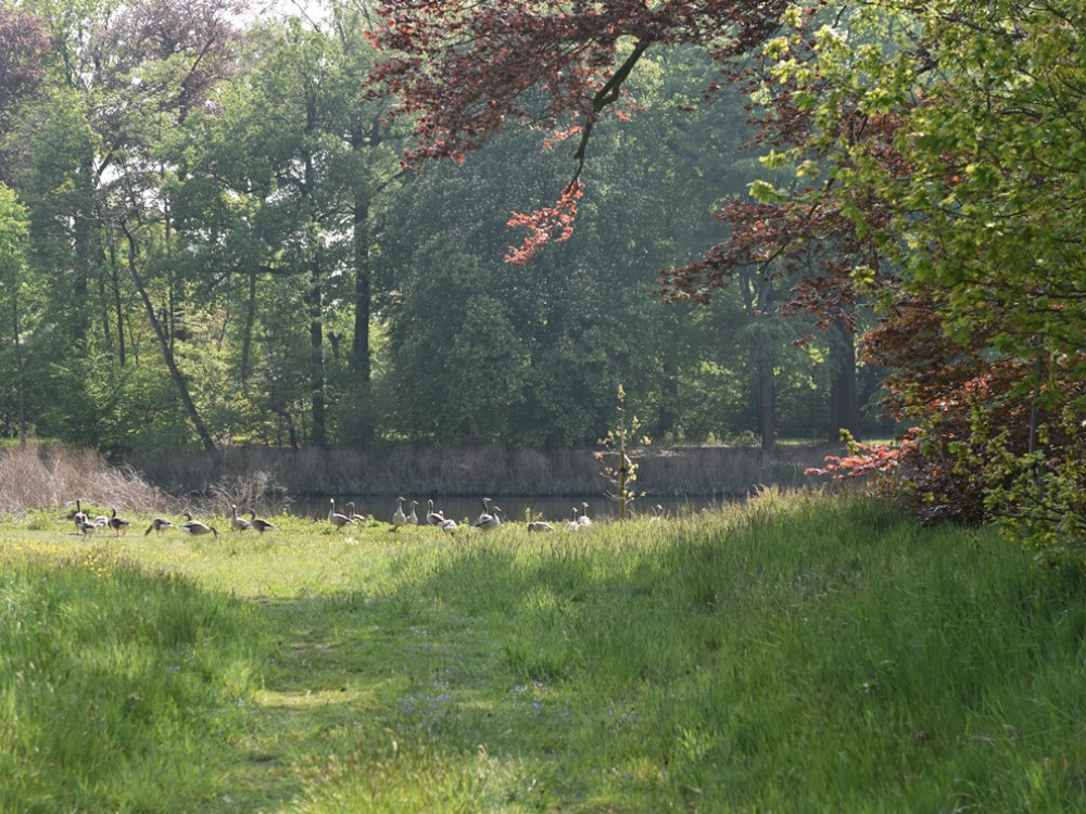 Ganzen in Beervelde