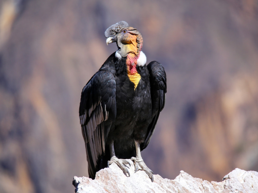 Peru Condors