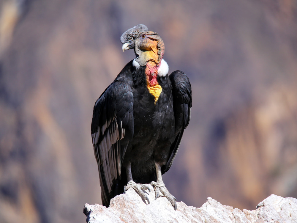 Condor