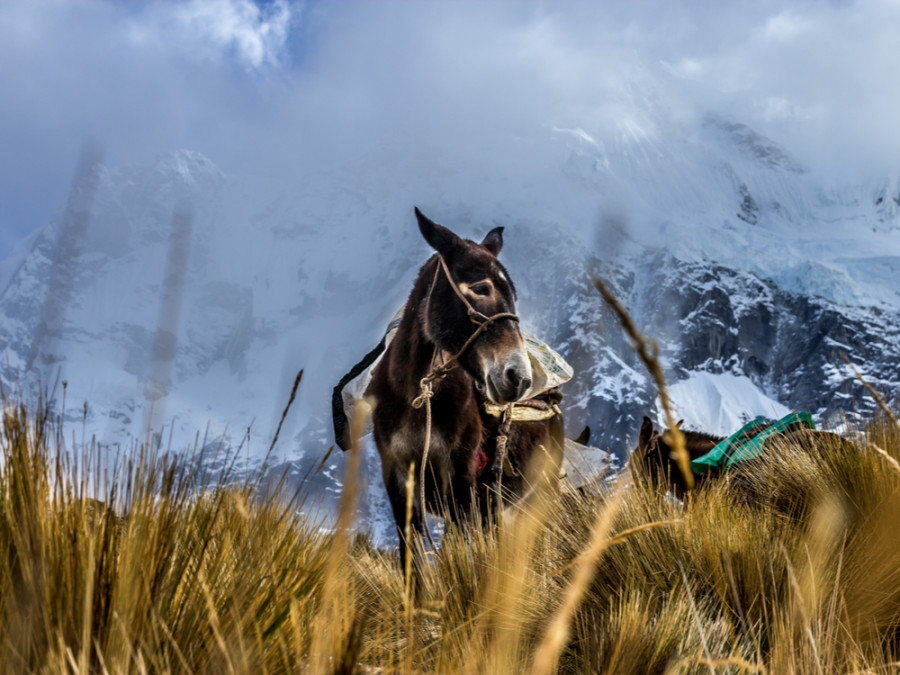 Machu Picchu met ezel