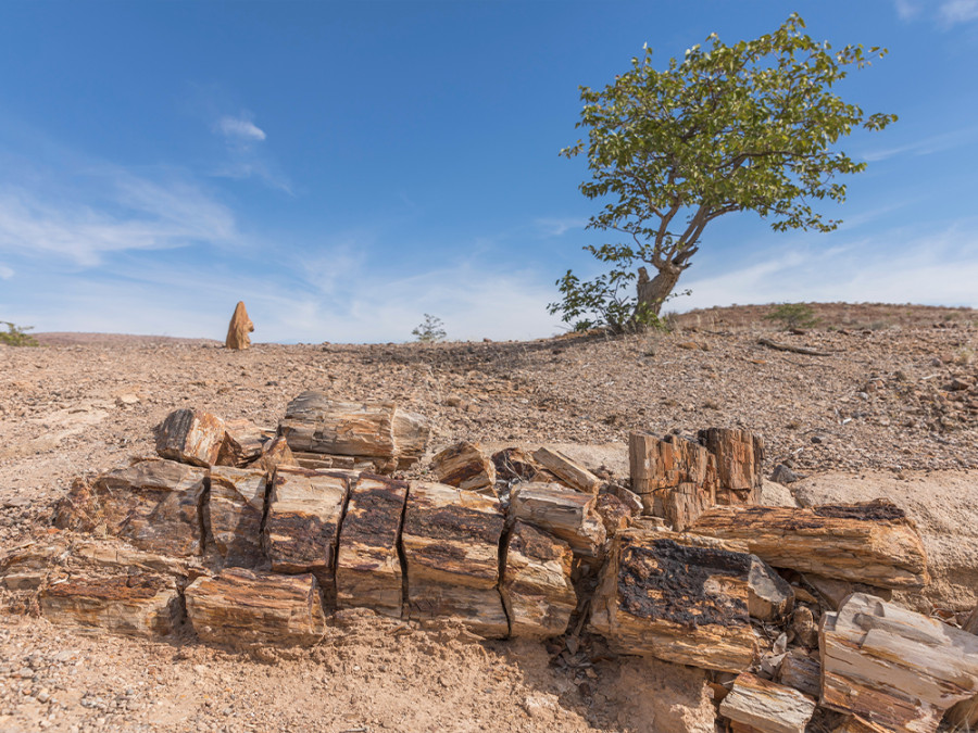 Petrified Forest