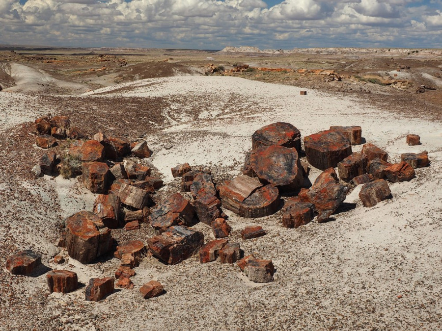 Petrified forest