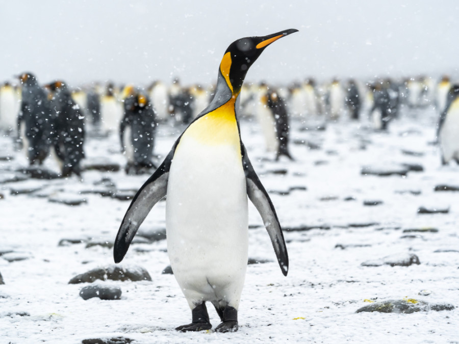Pinguïns leefgebied