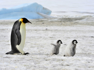 Afbeelding voor Pinguïns