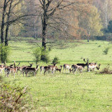 Afbeelding voor Plantage Willem III