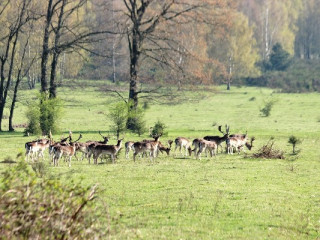 Afbeelding voor Plantage Willem III