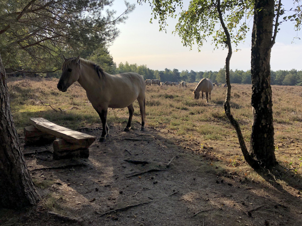 Konikpaarden op de hei