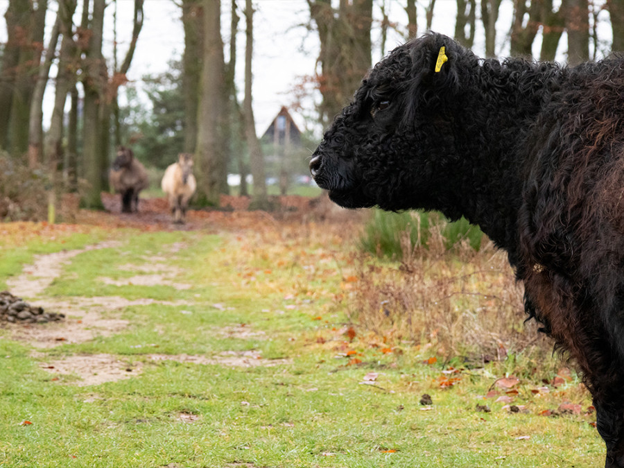 Dieren Plantage Willem III