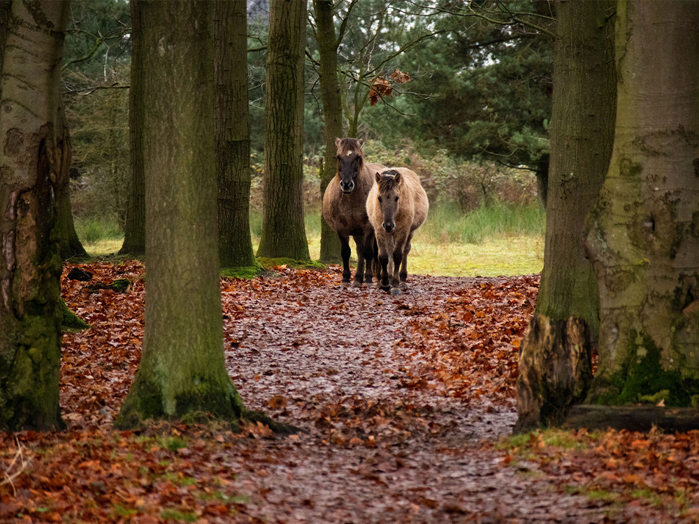 Wilde paarden