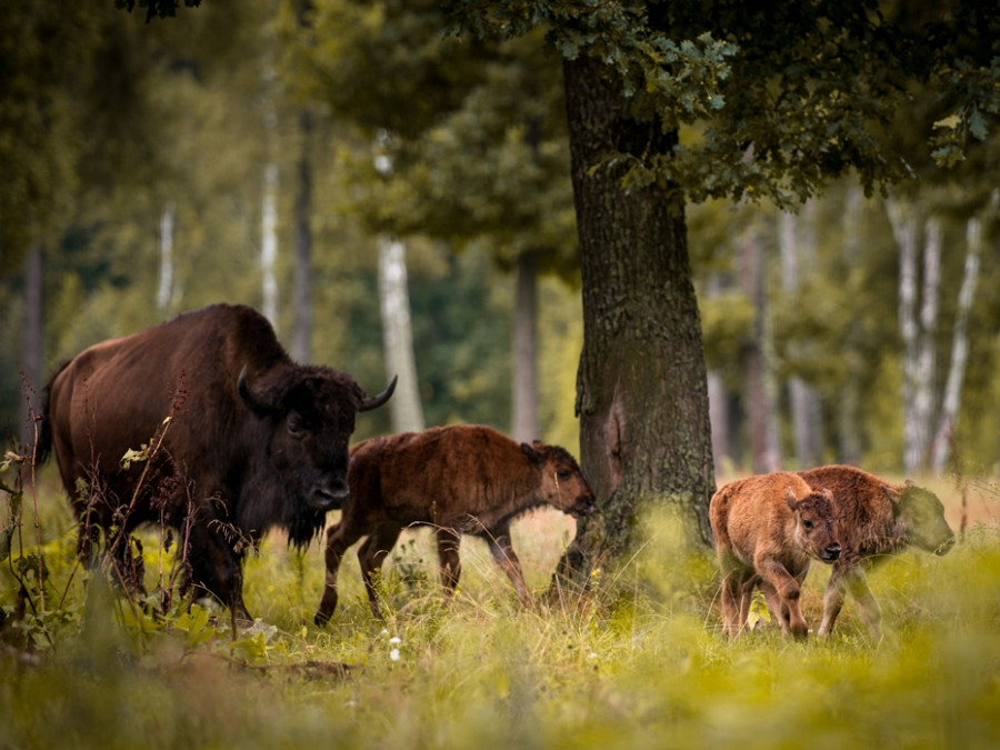 Wilde dieren in Europa