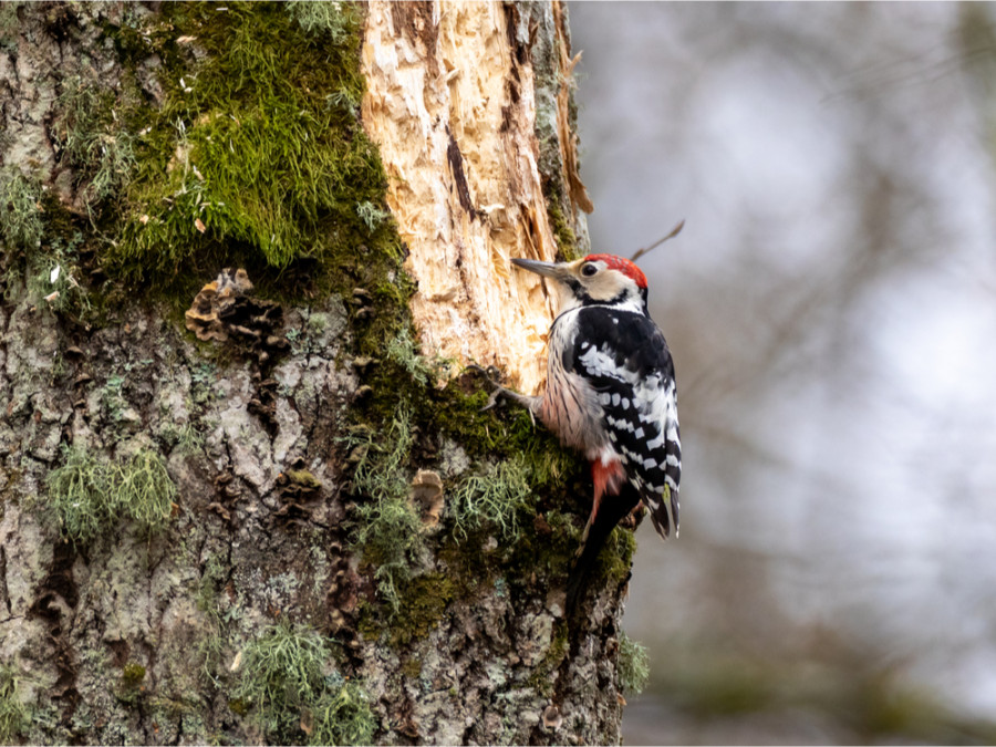 Natuurreis naar Bialowieza