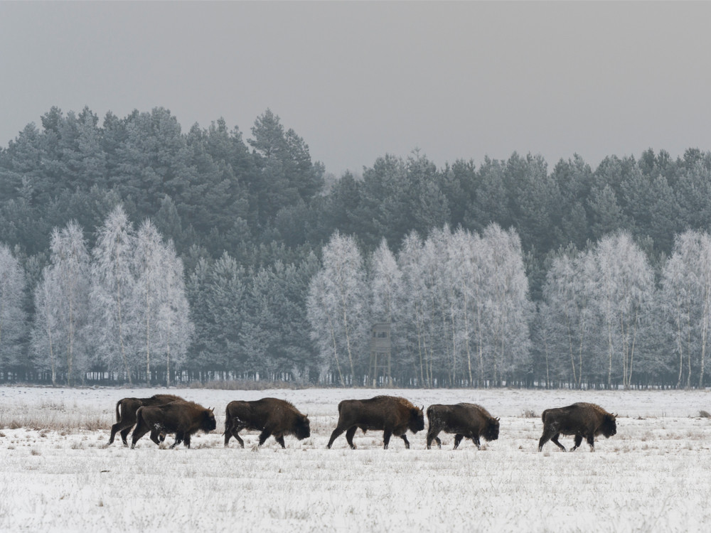 Wisenten in sneeuw