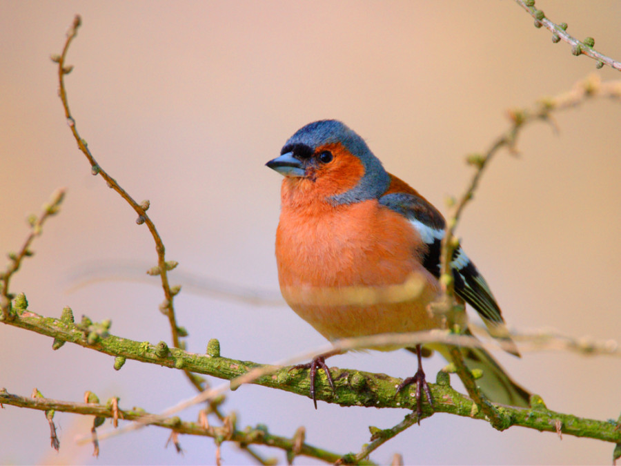 Vogellocaties in Europa