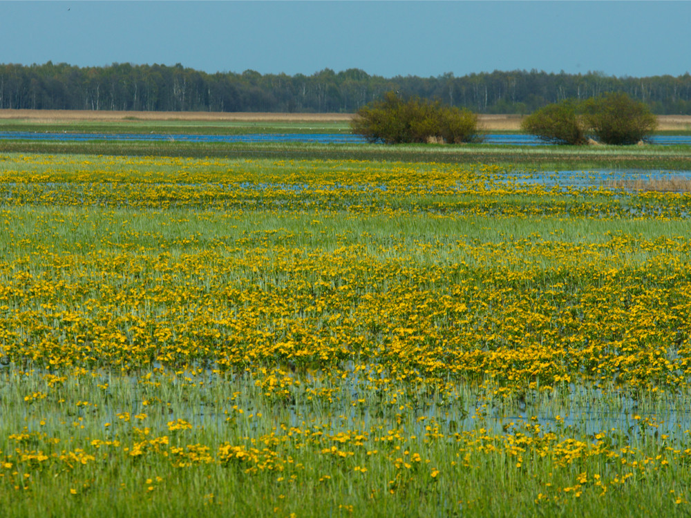 Lente in Biebrza