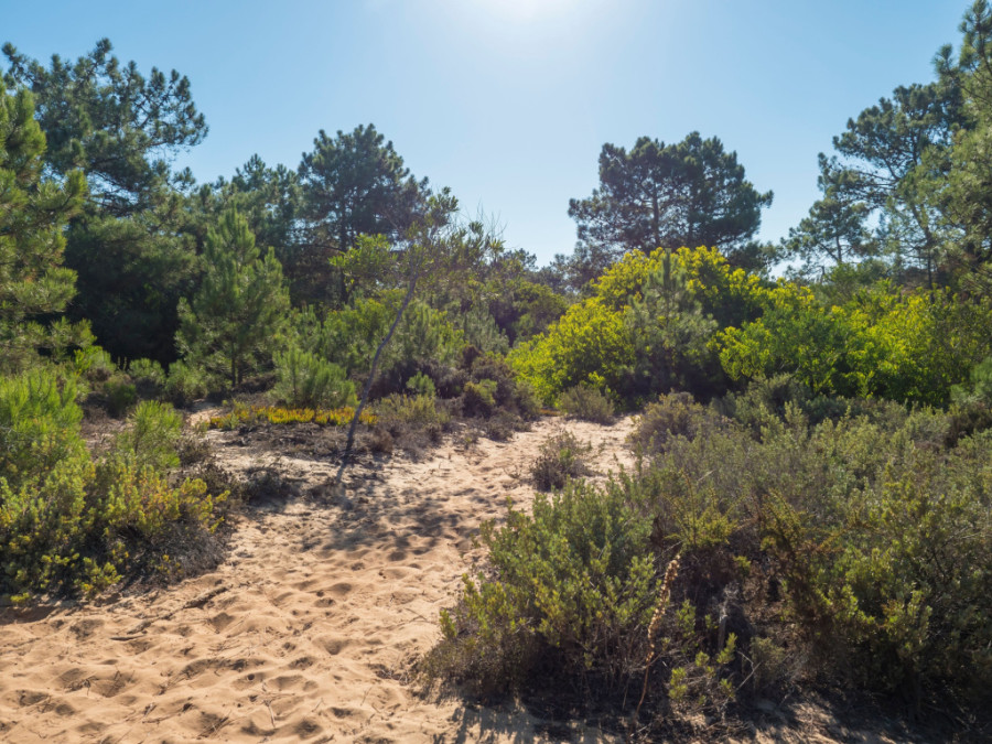 Struiken en planten langs de Rota Vicentina bij Almograve