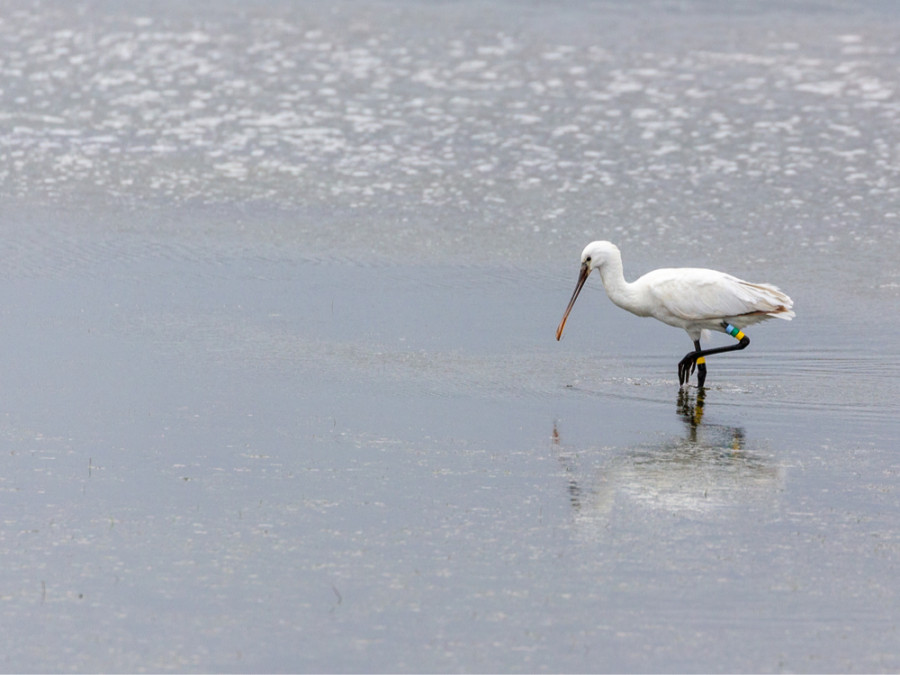 Vogels kijken in de algarve