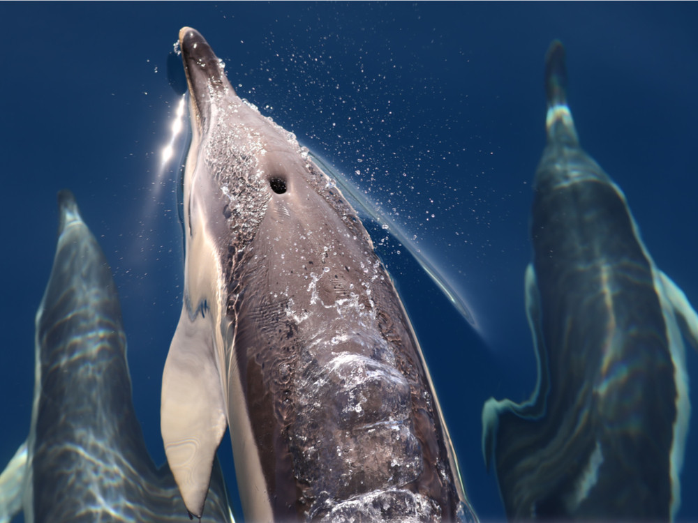 dolfijnen azoren