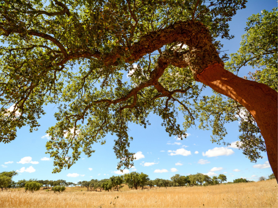 Natuur in Portugal