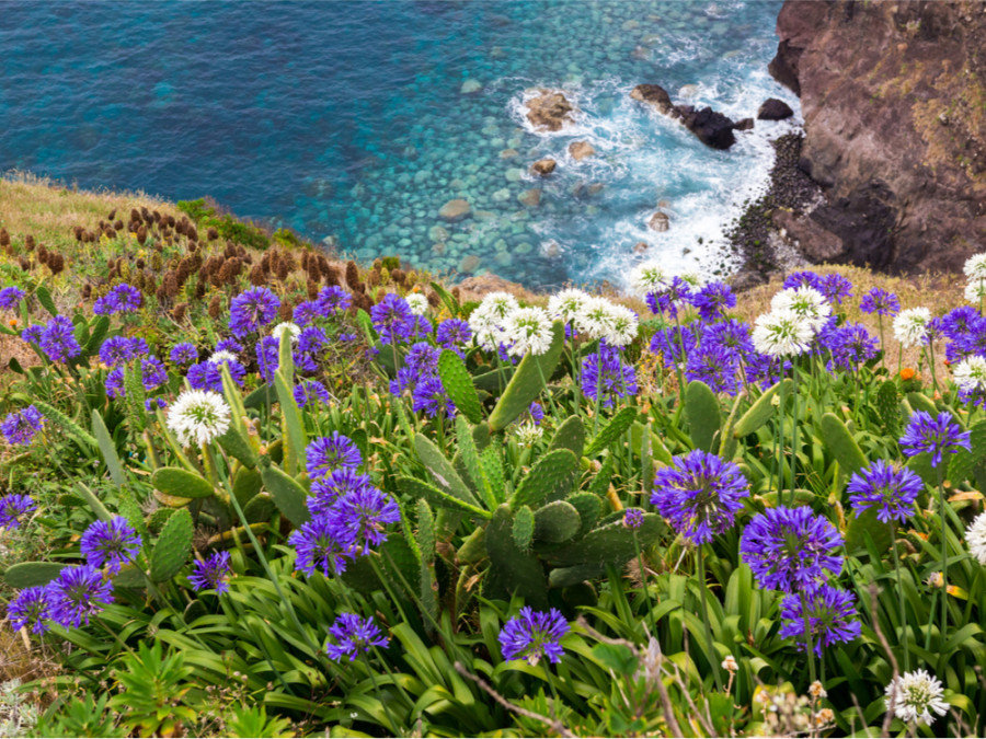 Bloemen op Madeira