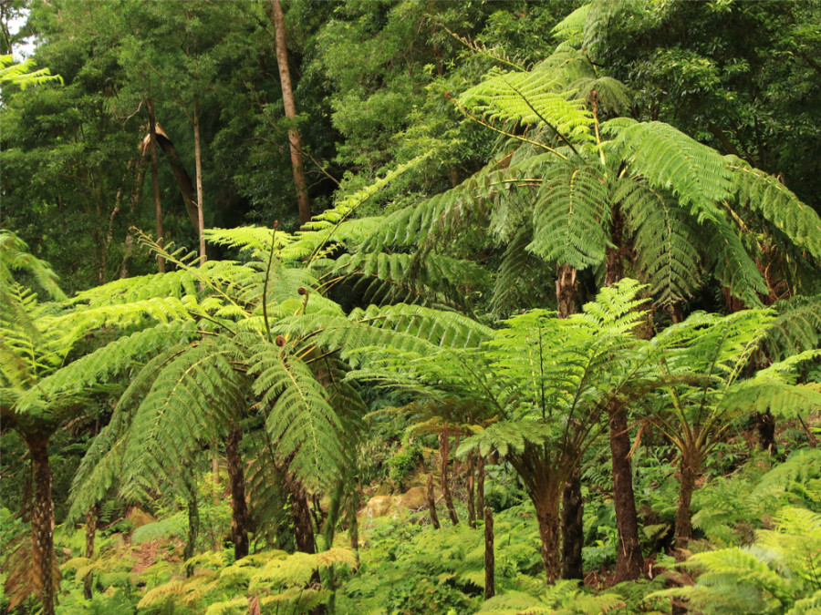 Natuur Sao Miguel