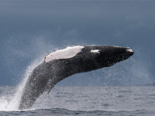 Afbeelding voor Walvissen bij de Azoren