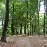 Afbeelding voor Wandelen op de Utrechtse Heuvelrug