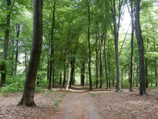 Afbeelding voor Wandelen op de Utrechtse Heuvelrug