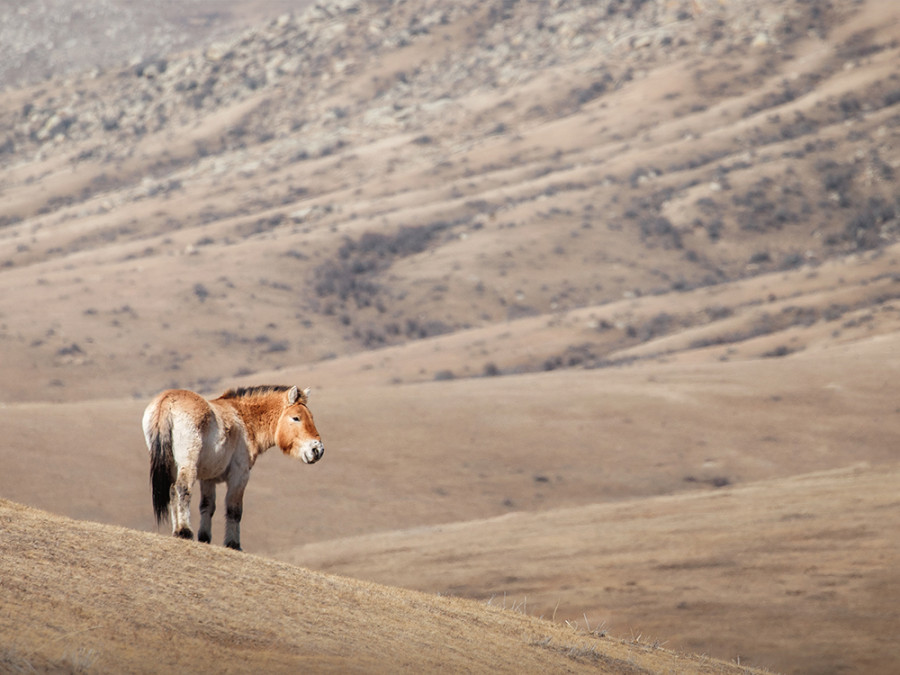 Dieren in Mongolië