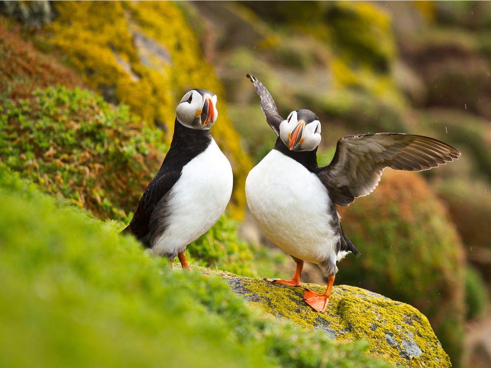 Koddige puffins