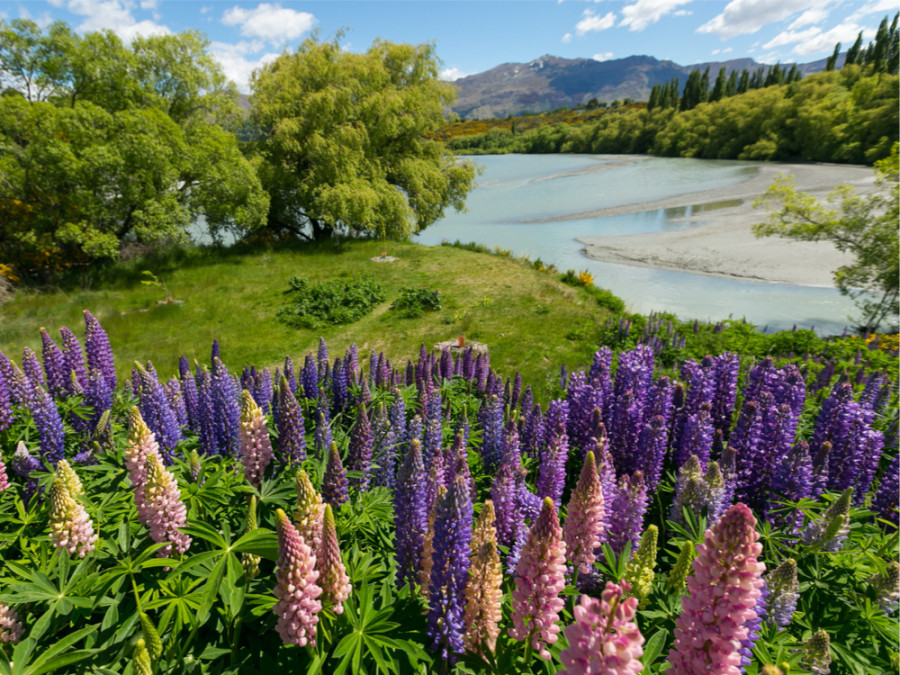 Natuur bij Queenstown