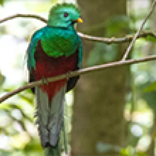 Afbeelding voor Van Verre - Spot de quetzal