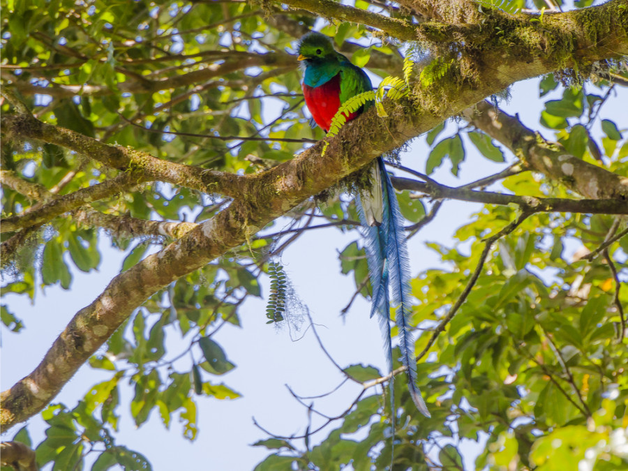 Vogelreis Costa Rica