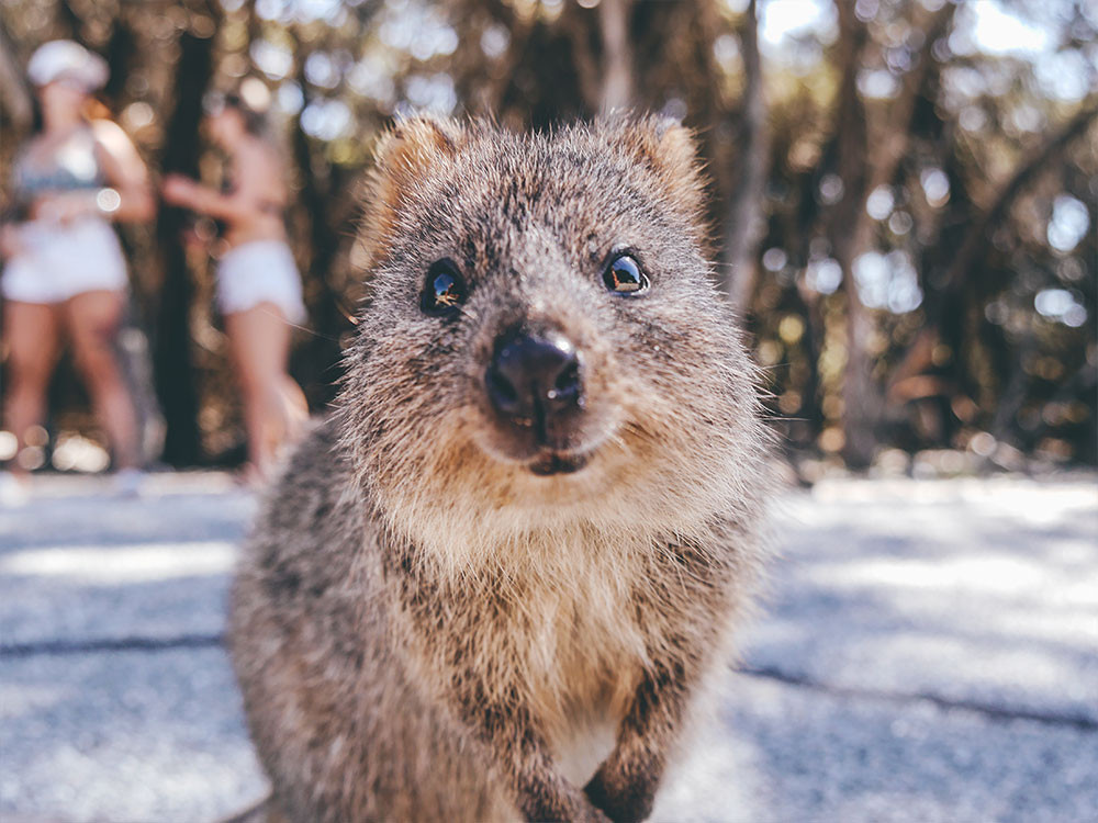 De kenmerkende quokka smile