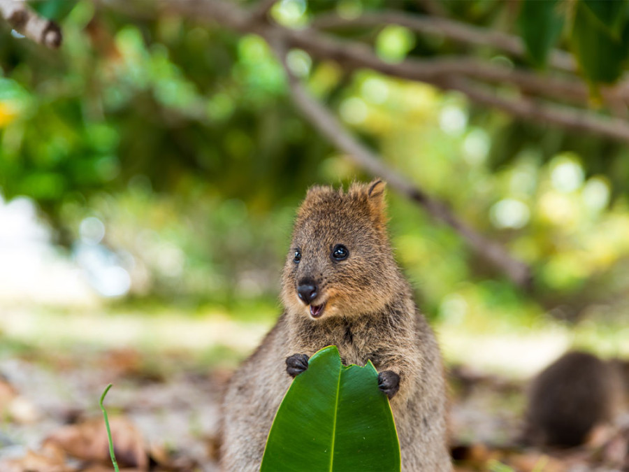 Quokka voedsel