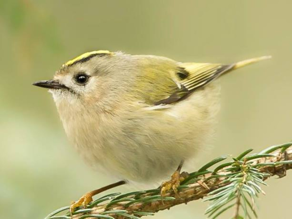 Vogels Beierse Woud