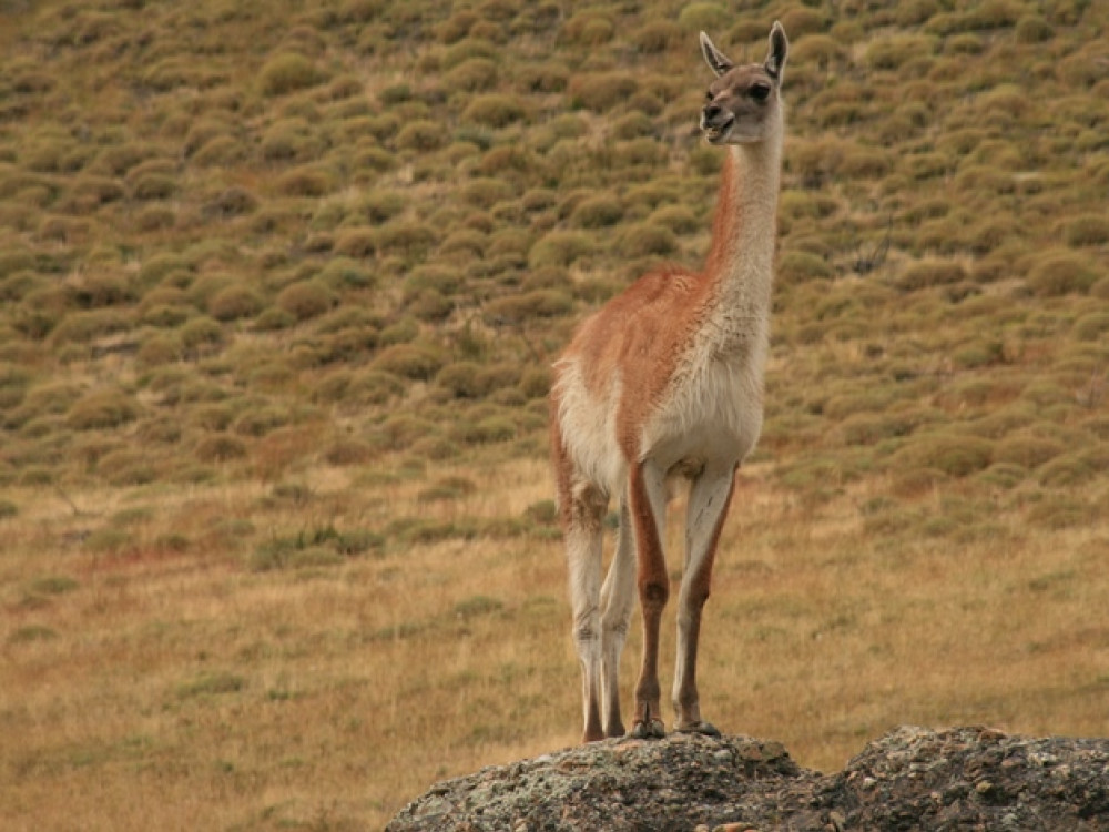 Vicuña