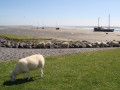 mooi
