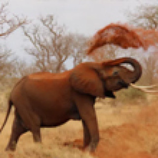 Afbeelding voor 333TRAVEL - Tsavo reizen