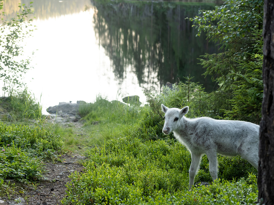 Dieren in Taivalkoski