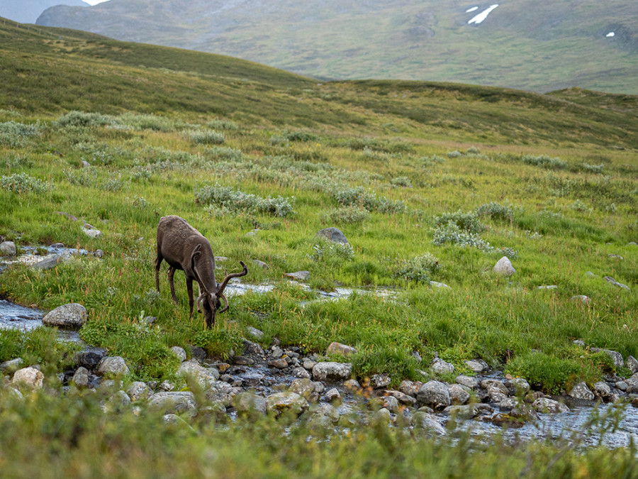 Rendieren Zweeds Lapland